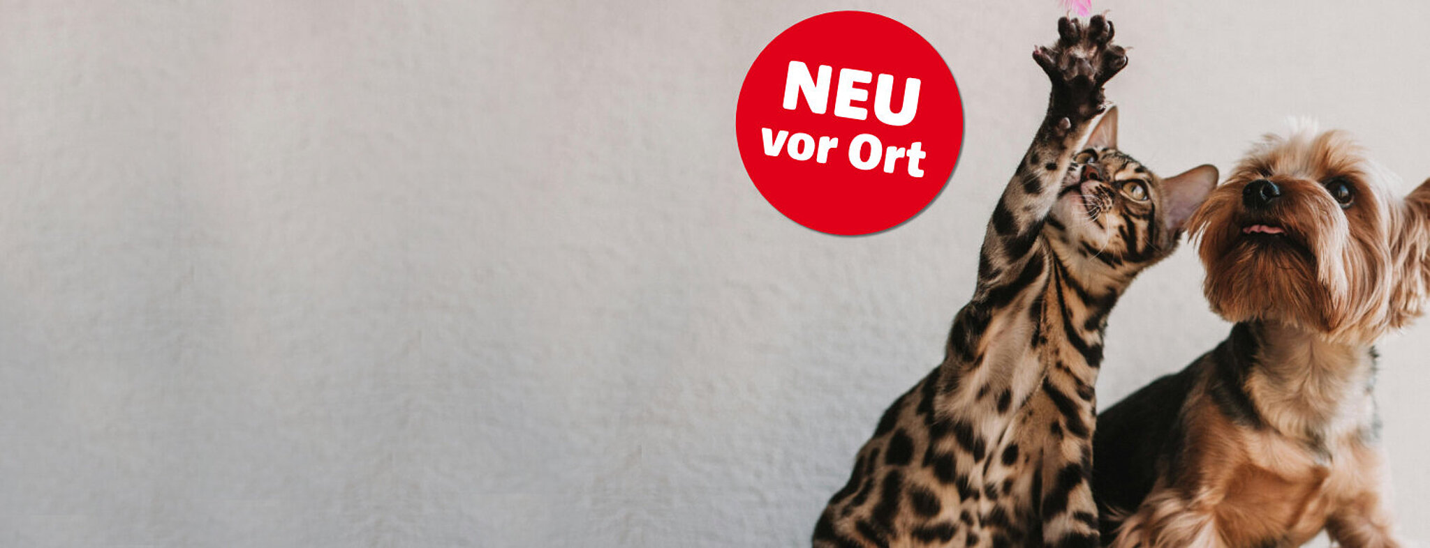 Aktiosbanner für Tierzubehör im hagebaumarkt Brandenburg mit spielendem Hund und Katze