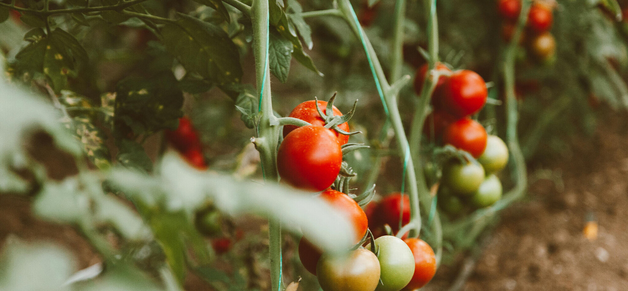 Gemüse Garten mit Tomaten